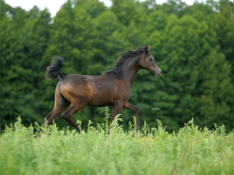 Arabian horses Stallion Foal (01/2023) Gray in WOLA LOKOTOWA