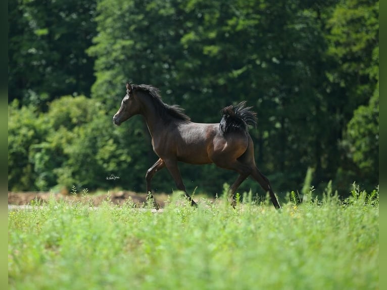 Arabian horses Stallion Foal (01/2023) Gray in WOLA LOKOTOWA