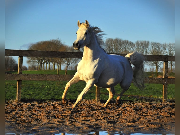 Arabian horses Stallion Foal (05/2024) Gray-Dapple in Waalwijk