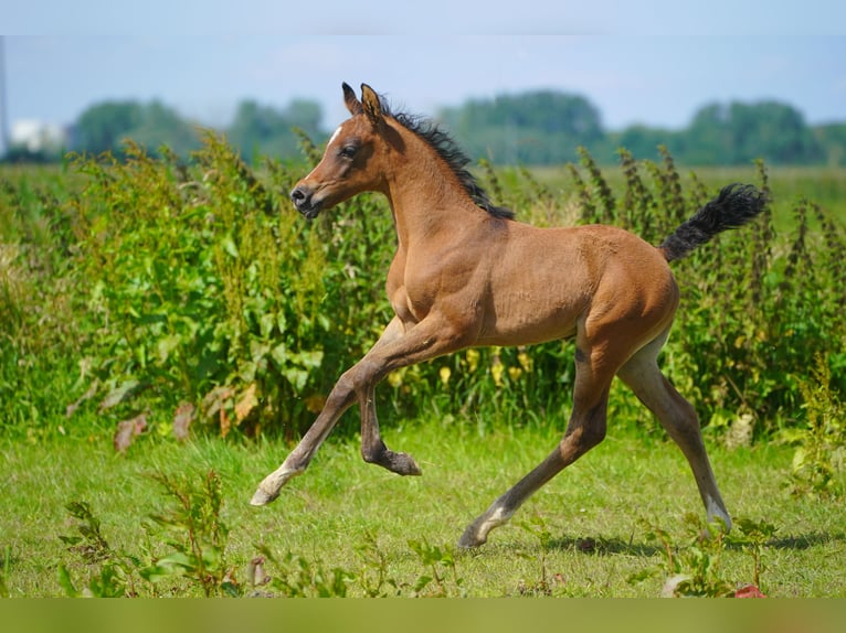 Arabian horses Stallion Foal (05/2024) Gray-Dapple in Waalwijk