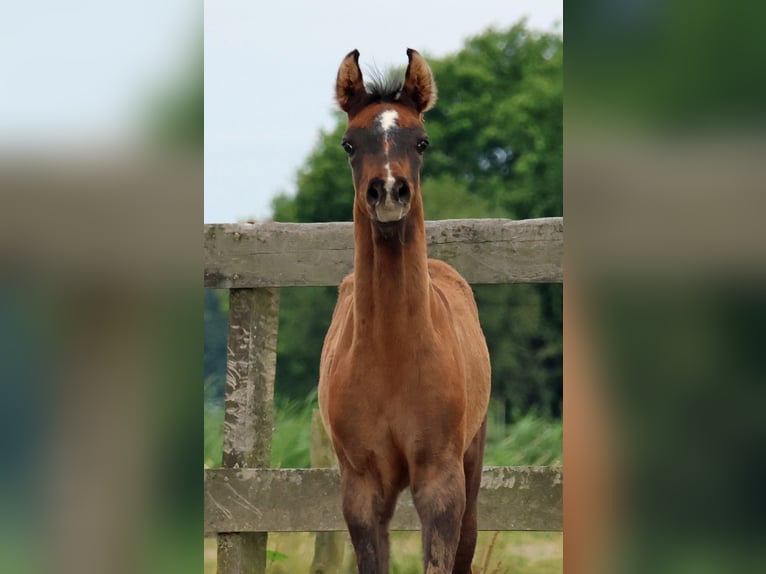 Arabian horses Stallion Foal (05/2024) Gray-Dapple in Waalwijk