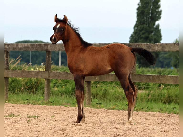 Arabian horses Stallion Foal (05/2024) Gray-Dapple in Waalwijk