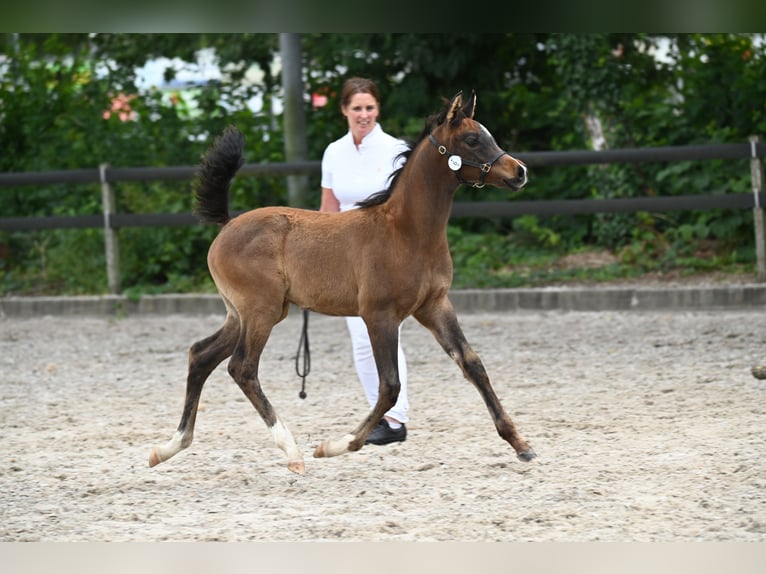 Arabian horses Stallion Foal (05/2024) Gray-Dapple in Waalwijk