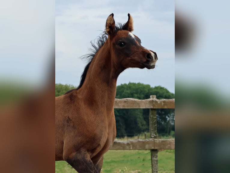 Arabian horses Stallion Foal (05/2024) Gray-Dapple in Waalwijk