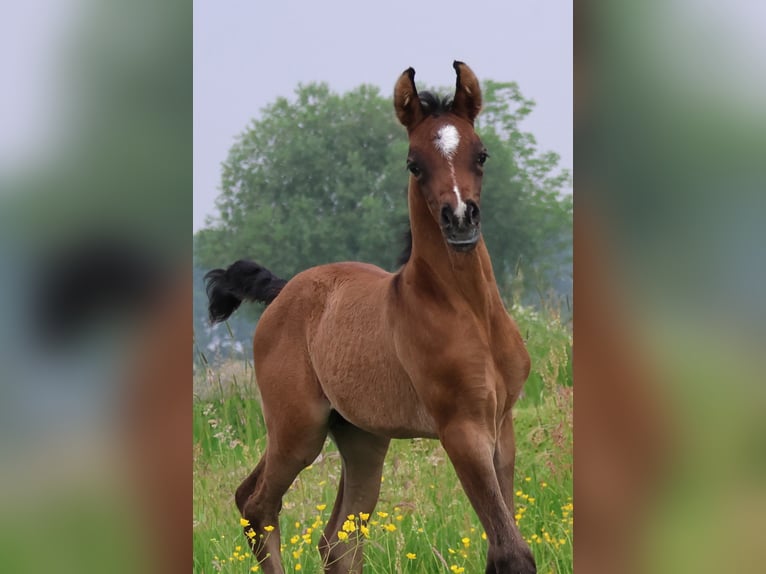 Arabian horses Stallion Foal (05/2024) Gray-Dapple in Waalwijk