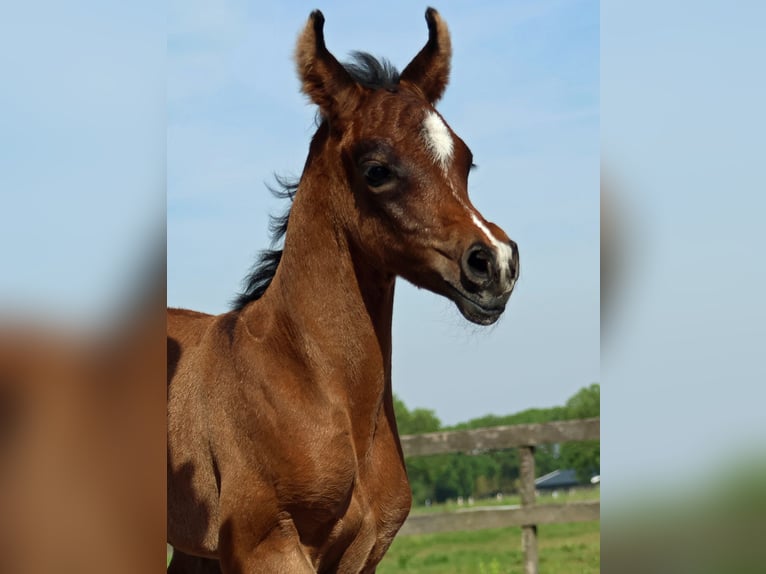 Arabian horses Stallion Foal (05/2024) Gray-Dapple in Waalwijk