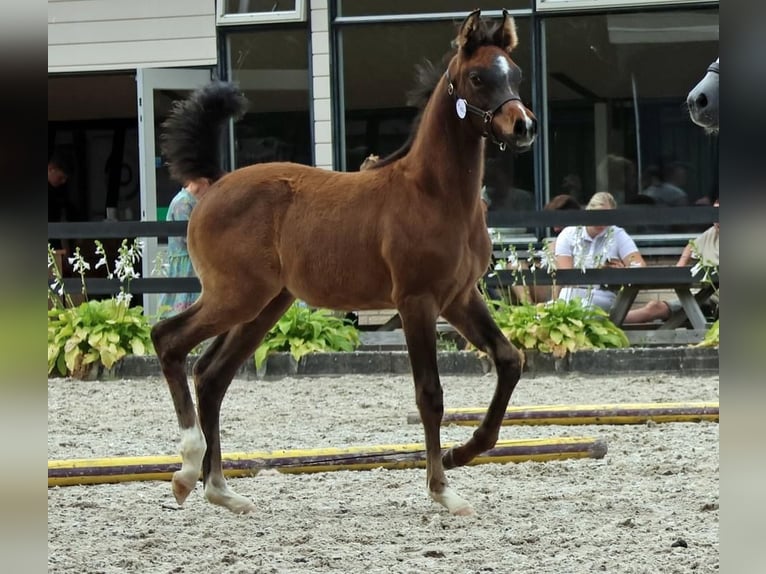 Arabian horses Stallion Foal (05/2024) Gray-Dapple in Waalwijk