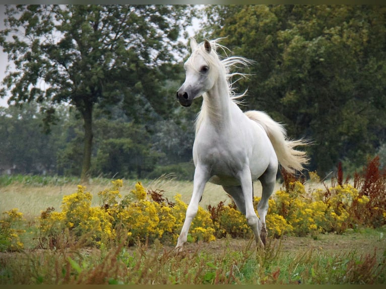 Arabian horses Stallion Foal (05/2024) Gray-Dapple in Waalwijk