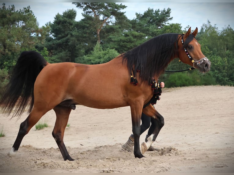 Arabian horses Stallion Foal (05/2024) Gray-Dapple in Waalwijk