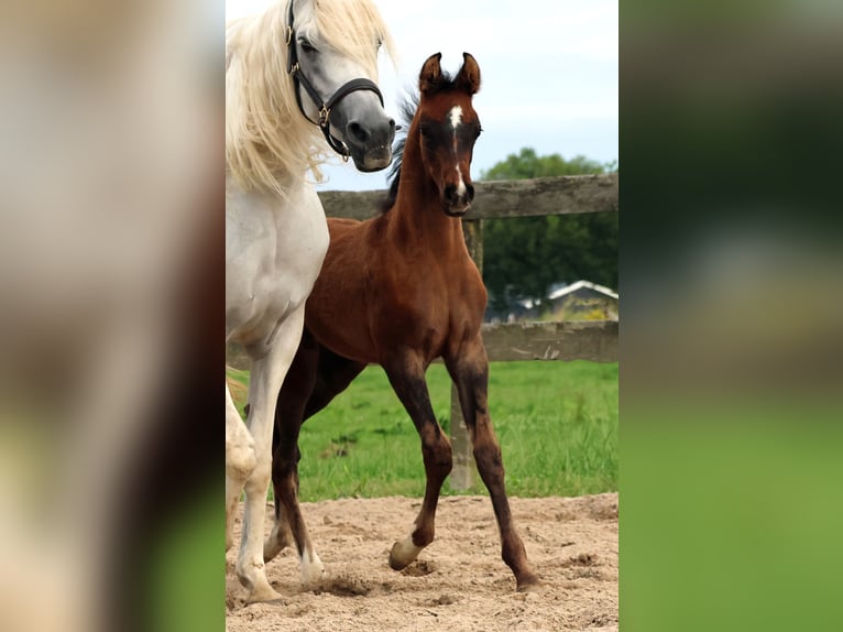 Arabian horses Stallion Foal (05/2024) Gray-Dapple in Waalwijk