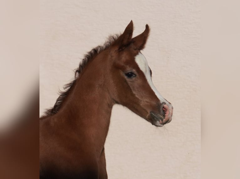 Arabian horses Stallion Foal (04/2024) Gray in Gemünden (Felda)