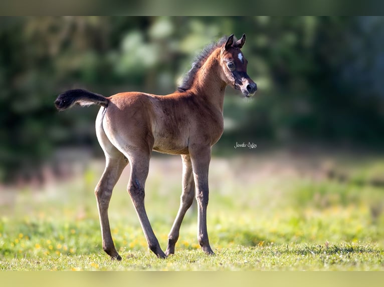 Arabian horses Stallion Foal (05/2024) Gray-Fleabitten in Großenkneten