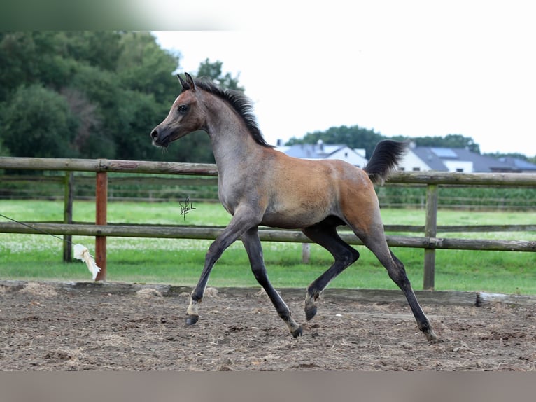 Arabian horses Stallion Foal (05/2024) Gray-Fleabitten in Großenkneten