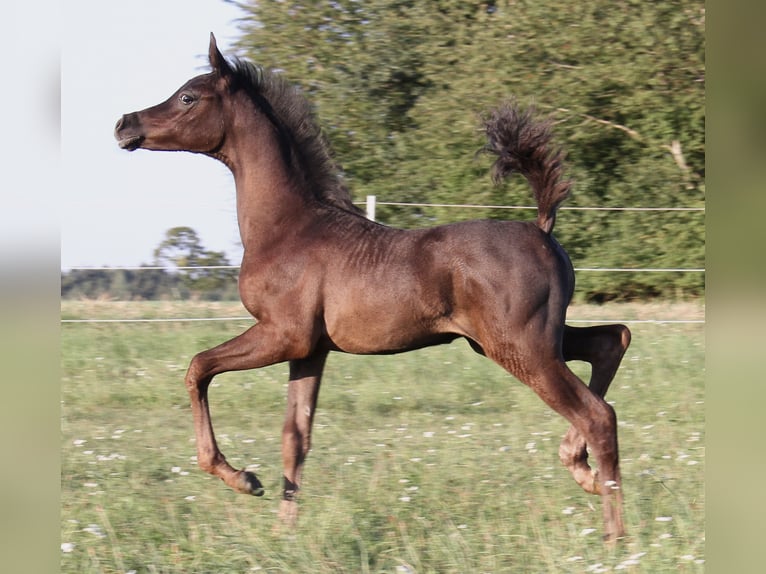 Arabian horses Stallion Foal (07/2024) Gray in Thalmässing