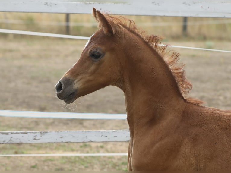 Arabian horses Stallion Foal (07/2026) Grey in Reisenberg