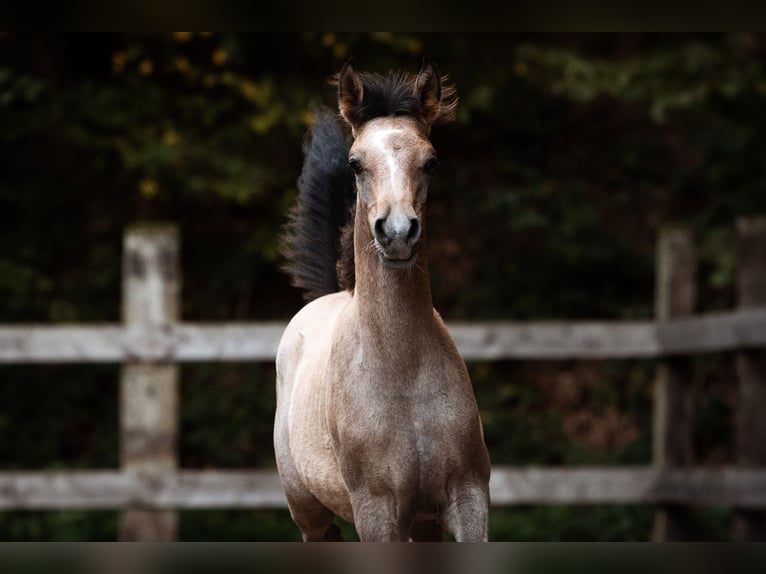 Arabian horses Stallion Foal (01/2026) Grey in Reichshof