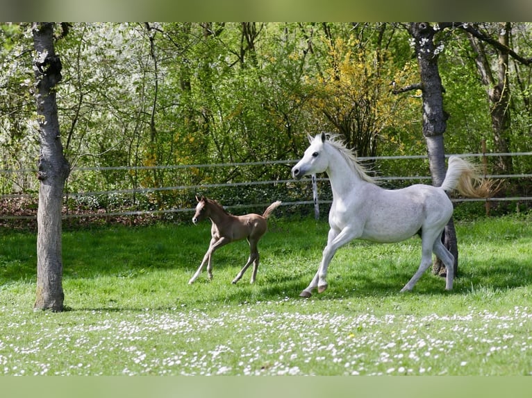 Arabian horses Stallion Foal (03/2026) Grey in Koblenz