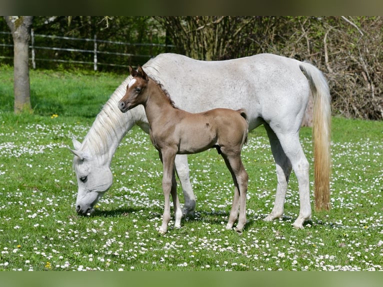 Arabian horses Stallion Foal (03/2026) Grey in Koblenz