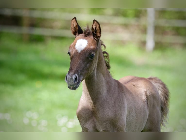 Arabian horses Stallion Foal (03/2026) Grey in Koblenz