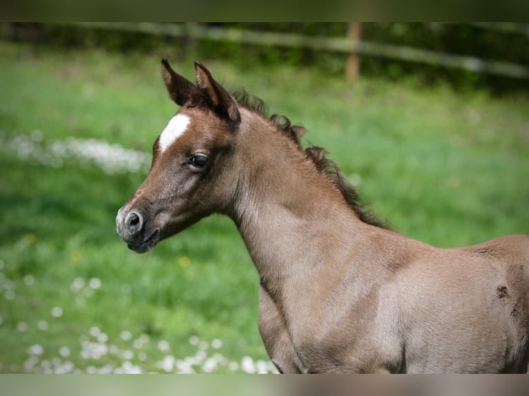 Arabian horses Stallion Foal (03/2026) Grey in Koblenz