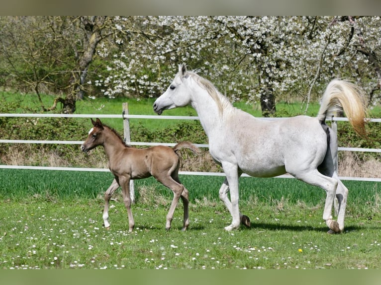 Arabian horses Stallion Foal (03/2026) Grey in Koblenz