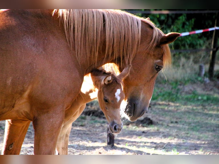 Arabian horses Stallion Foal (06/2026) Grey in Emst