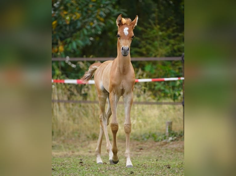 Arabian horses Stallion Foal (06/2026) Grey in Emst