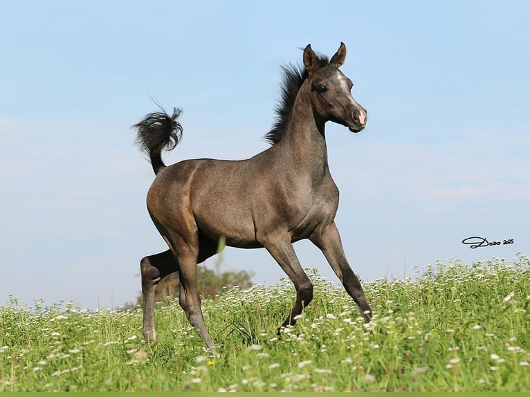 Arabian horses Stallion Foal (05/2025) Grey in Wallsee