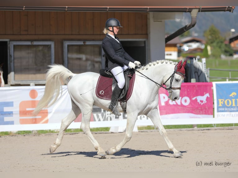 Arabian horses Stallion Gray in Söll