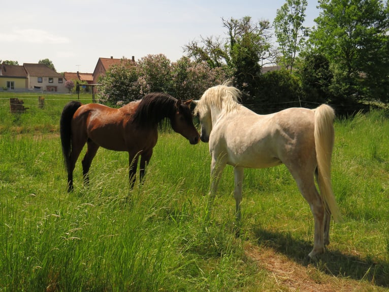 Arabian horses Stallion Gray in Harsum