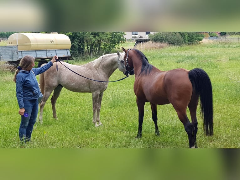 Arabian horses Stallion Gray in Harsum