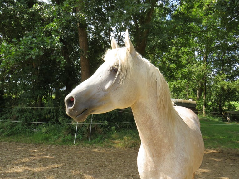 Arabian horses Stallion Gray in Harsum