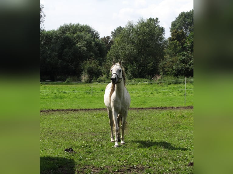 Arabian horses Stallion Gray in Harsum