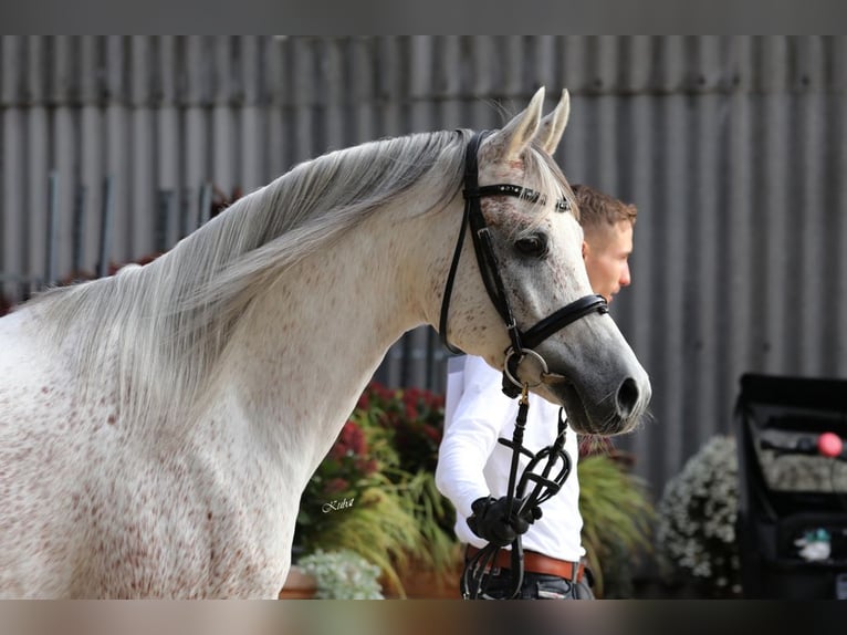 Arabian horses Stallion Gray in Gemünden (Felda)