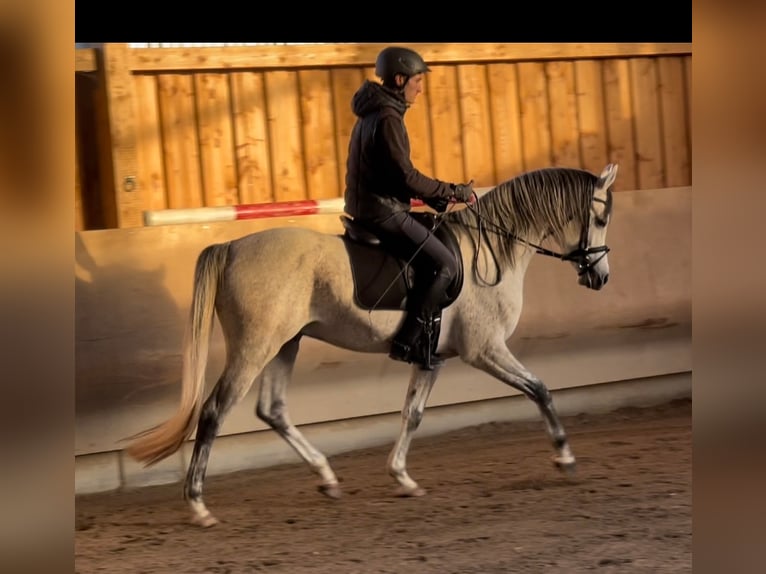 Arabian horses Stallion Gray in Gemünden (Felda)
