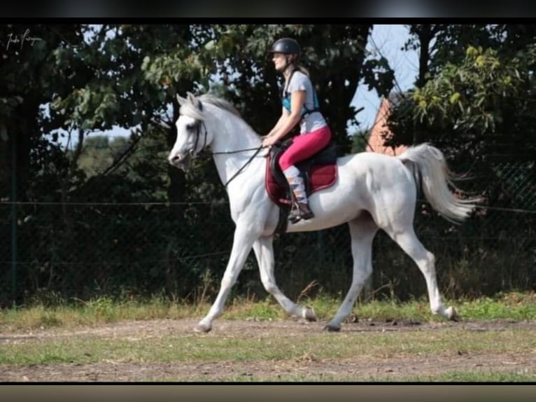 Arabian horses Stallion Gray-Fleabitten in Meerdonk