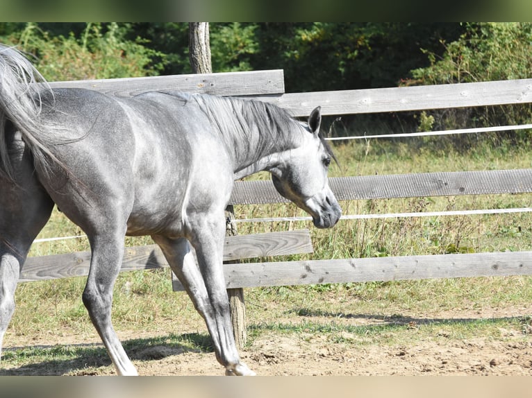 Arabian horses Stallion Gray in Nagyrécse