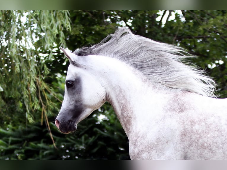 Arabian horses Stallion Gray in Rohrau