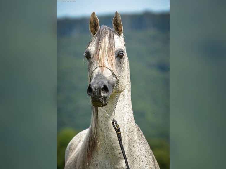 Arabian horses Stallion Gray in Koprivnica