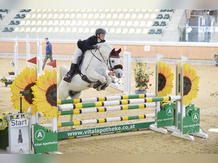 Arabian horses Stallion Grey in S&#xF6;ll