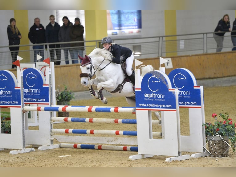 Arabian horses Stallion Grey in S&#xF6;ll