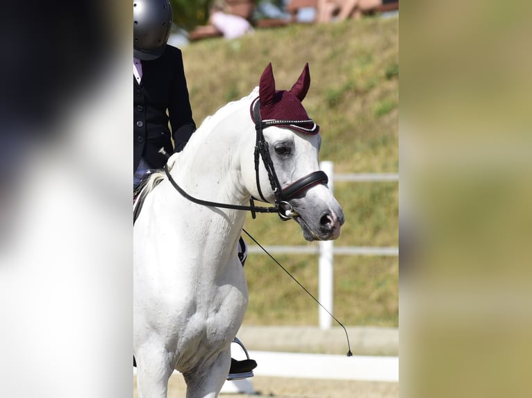 Arabian horses Stallion Grey in S&#xF6;ll