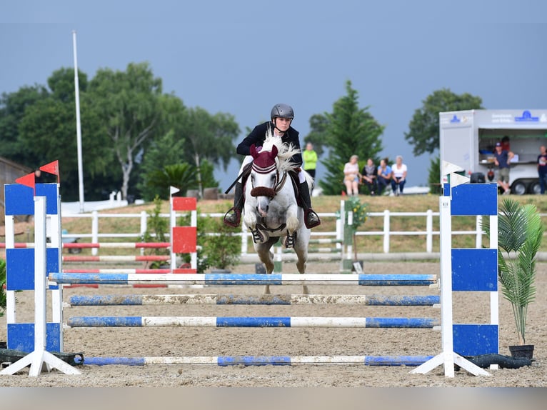 Arabian horses Stallion Grey in S&#xF6;ll