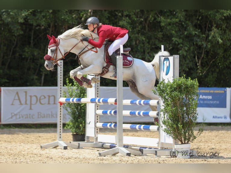 Arabian horses Stallion Grey in S&#xF6;ll