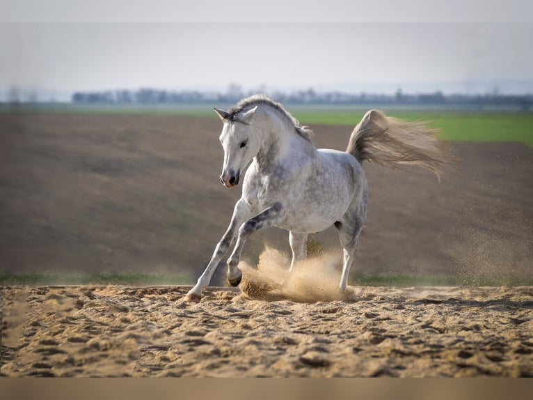 Arabian horses Stallion Grey in Parndorf / Pandrof