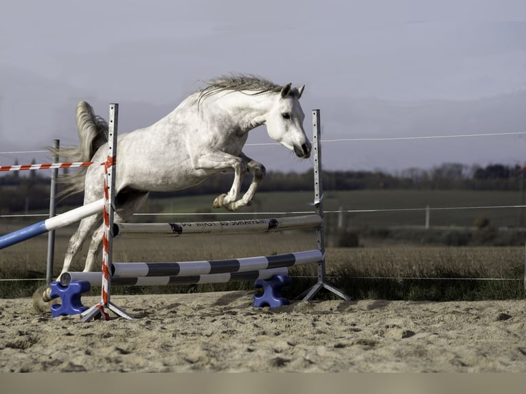 Arabian horses Stallion Grey in Parndorf / Pandrof