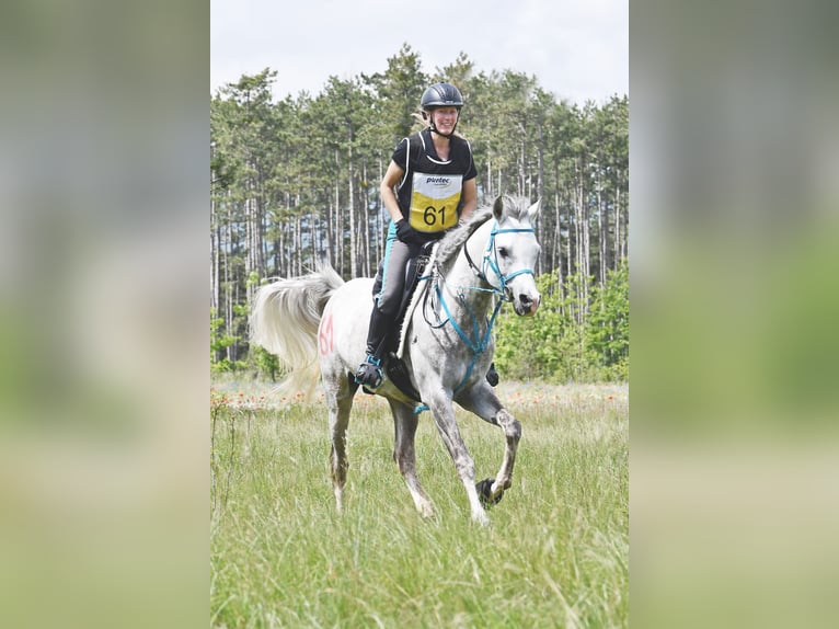 Arabian horses Stallion Grey in Parndorf / Pandrof