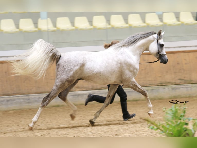 Arabian horses Stallion Grey in Parndorf / Pandrof