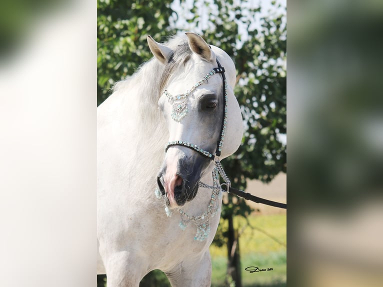 Arabian horses Stallion Grey in Parndorf / Pandrof