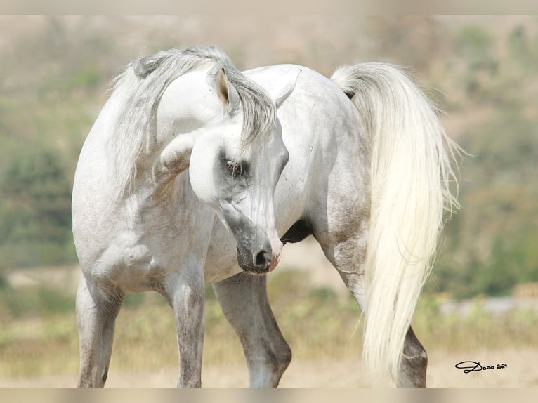 Arabian horses Stallion Grey in Parndorf / Pandrof